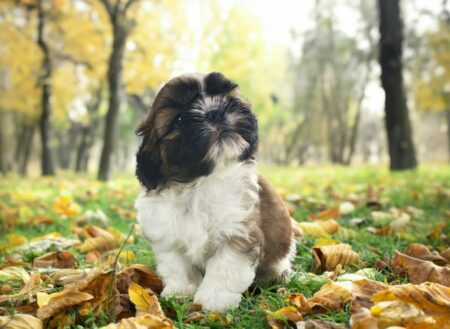 Qual é a Melhor Ração para Shihtzu? Dicas e Recomendações shih tzu